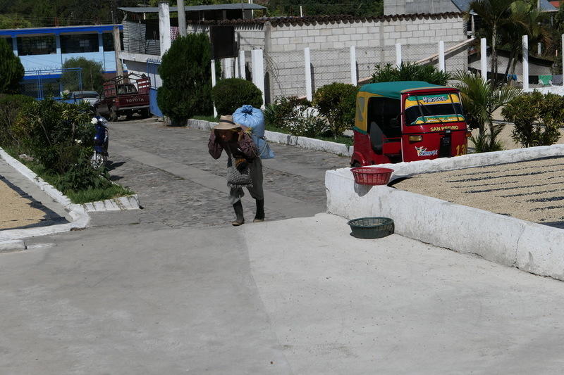 A delivery of coffee cherries