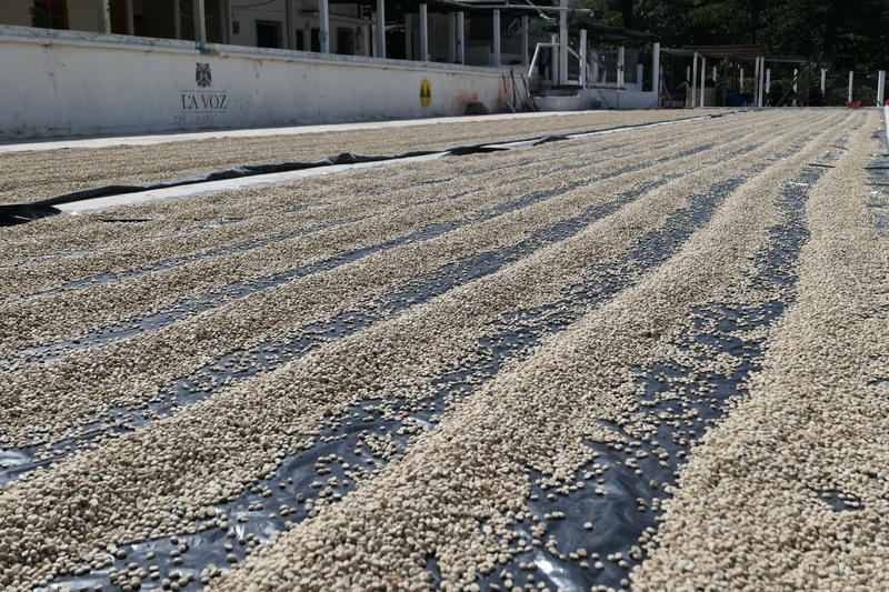 Coffee being dried in the sun