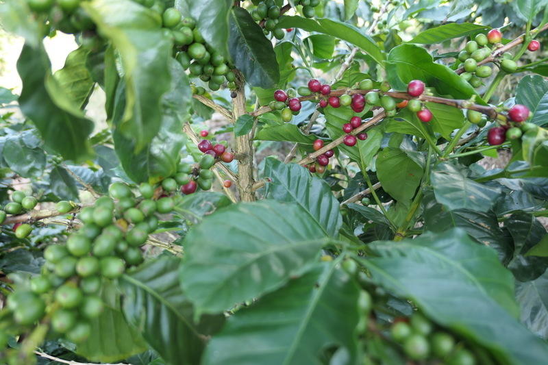 Coffee ready to be picked