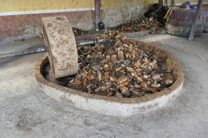 Roasted agave waiting to be crushed to extract the sweet pulp