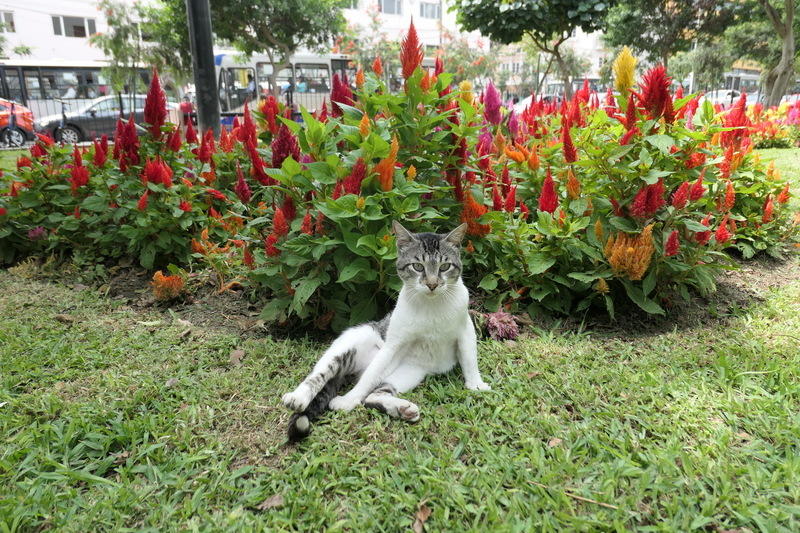 A Parque Kennedy cat