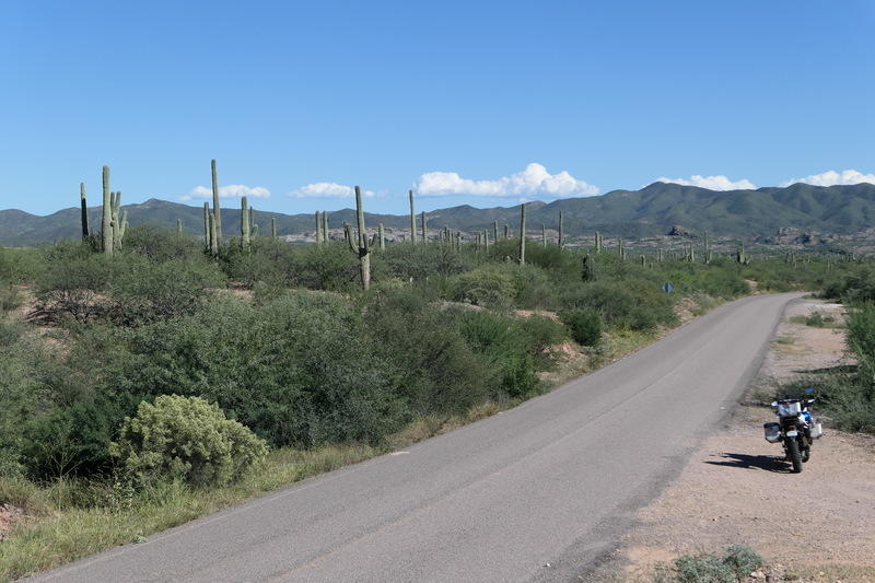 A becacticled road in Sonora