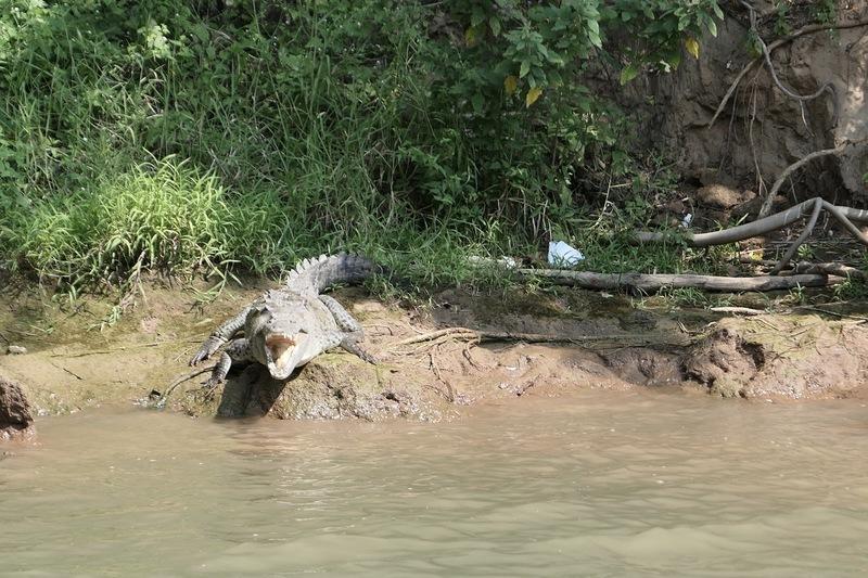 An alligator in the Cañon del Sumidero