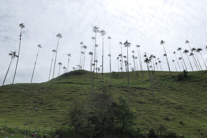 Valle de Cocora wax palms